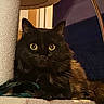 cat, black_cat, pet, indoor, cat_tree, feline, fur, yellow_eyes, animal, cute, domestic_cat, resting, looking, close_up, whiskers, ears, household, lamp, soft_texture, curious