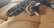 Ahppy participe au concours pour gagner de l'argent avec cette photo : cat, tabby_cat, sleeping, couch, remote_control, indoor, furniture, pet, relaxation, fluffy, fur, whiskers, animal, cozy, home, resting, domestic_cat, tabby_pattern, mammal, paw