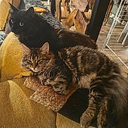 Ahppy participe au concours pour gagner de l'argent avec cette photo : cat, cats, feline, pet, indoor, couch, sofa, yellow, furniture, cozy, resting, relaxed, tabby_cat, black_cat, fur, whiskers, ears, home, living_room, wooden_decor
