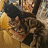 cat, cats, feline, pet, indoor, couch, sofa, yellow, furniture, cozy, resting, relaxed, tabby_cat, black_cat, fur, whiskers, ears, home, living_room, wooden_decor