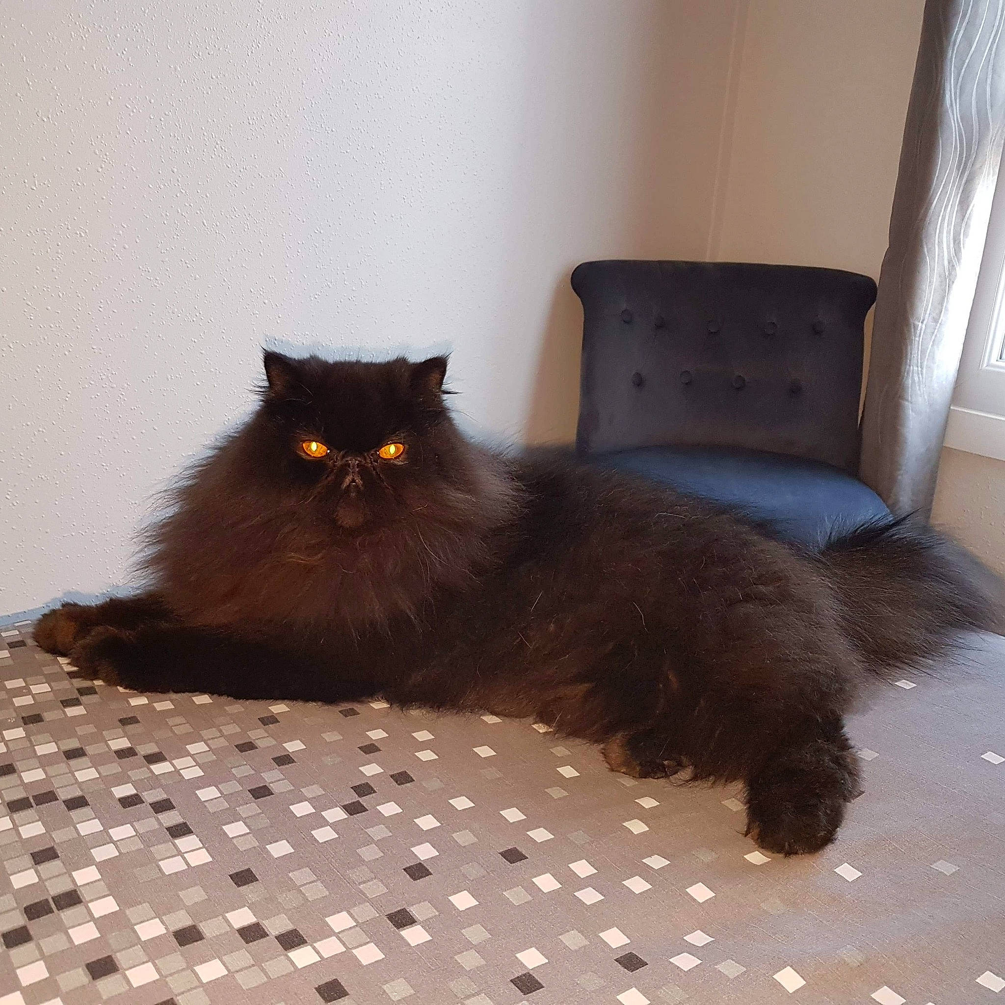 Othello participe au concours pour gagner de l'argent avec cette photo : asian_semi_longhair, black_cat, british_longhair, british_semi_longhair, carnivore, cat, domestic_long_haired_cat, felidae, floor, fur, maine_coon, mammal, nebelung, norwegian_forest_cat, persian, ragamuffin, small_to_medium_sized_cats, tail, vertebrate, whiskers