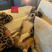 Volcom a rejoint le concours — aidez-le/la à gagner de superbes lots ! dog, couch, pillow, lamp, blanket, fur, indoor, relaxing, pet, animal, leopard_print, human_hand, comfort, white, brown, black, living_room, furniture, cozy, casual