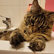Uschi a rejoint le concours — aidez-le/la à gagner de superbes lots ! animal, bathroom, cat, closeup, curious, cute, feline, fur, household, indoor, mammal, paws, pet, relaxed, resting, sink, tabby, tap, tile, whiskers