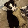 puppy, dog, toy, bone_shaped_toy, rope, dog_bed, black_and_white, pet, indoor, curious, cozy, cute, animal, playful, resting, fur, ears, paw, blanket, wall