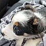 Nova a rejoint le concours — aidez-le/la à gagner de superbes lots ! puppy, dog, black_and_white, fur, blanket, car_seat, pet, animal, cute, young_dog, resting, indoor, close_up, soft_texture, whiskers, ears, paw, nose, eye, curious
