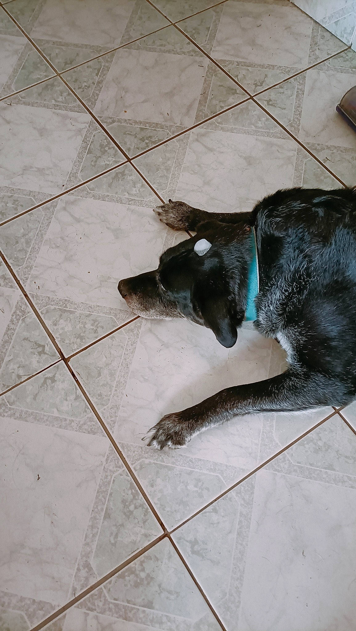 Pepsie participe au concours pour gagner de l'argent avec cette photo : black_cat, canidae, carnivore, companion_dog, dog, dog_breed, felidae, floor, flooring, fur, human_leg, leash, road_surface, sidewalk, small_to_medium_sized_cats, snout, sporting_group, tail, wood, working_animal