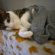 Tigerjade is registered to the contest to win money with this photo: blanket, cat, cozy, curious, cute, domestic_animal, feline, fur, gray_sweater, indoor, knitted, lying_down, patterned_blanket, pet, relaxed, resting, soft_lighting, warm, whiskers, white_and_brown