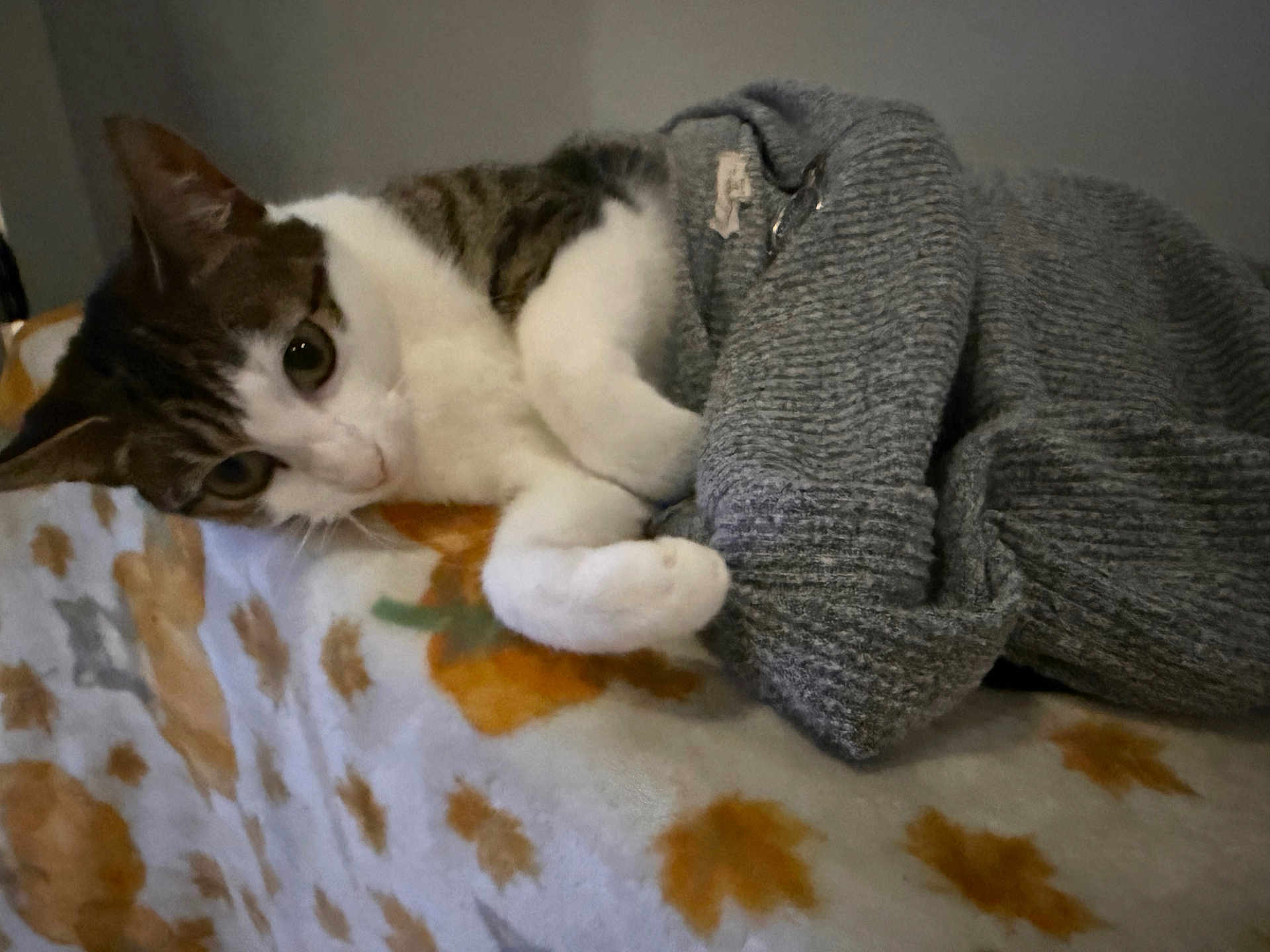 Tigerjade is registered to the contest to win money with this photo: blanket, cat, cozy, curious, cute, domestic_animal, feline, fur, gray_sweater, indoor, knitted, lying_down, patterned_blanket, pet, relaxed, resting, soft_lighting, warm, whiskers, white_and_brown