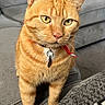 cat, orange_tabby, pet, collar, indoor, sofa, couch, furniture, domestic, animal, whiskers, ears, face, eyes, fur, tag, red_collar, living_room, home, cute