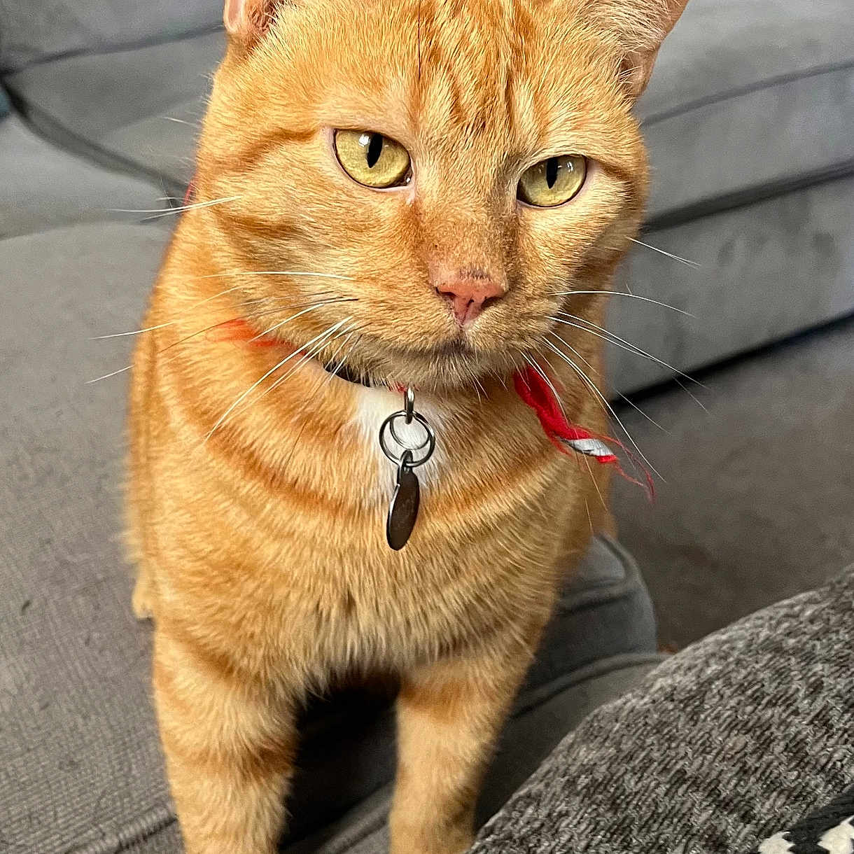 Kody is registered to the contest to win money with this photo: cat, orange_tabby, pet, collar, indoor, sofa, couch, furniture, domestic, animal, whiskers, ears, face, eyes, fur, tag, red_collar, living_room, home, cute