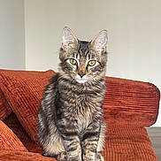 Miso joined the competition — help win amazing prizes! animal, cat, couch, cozy, curious, ears, eyes, feline, fluffy, fur, indoor, kitten, looking, orange_couch, pet, sitting, striped, tabby, whiskers, young