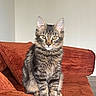 animal, cat, couch, cozy, curious, ears, eyes, feline, fluffy, fur, indoor, kitten, looking, orange_couch, pet, sitting, striped, tabby, whiskers, young