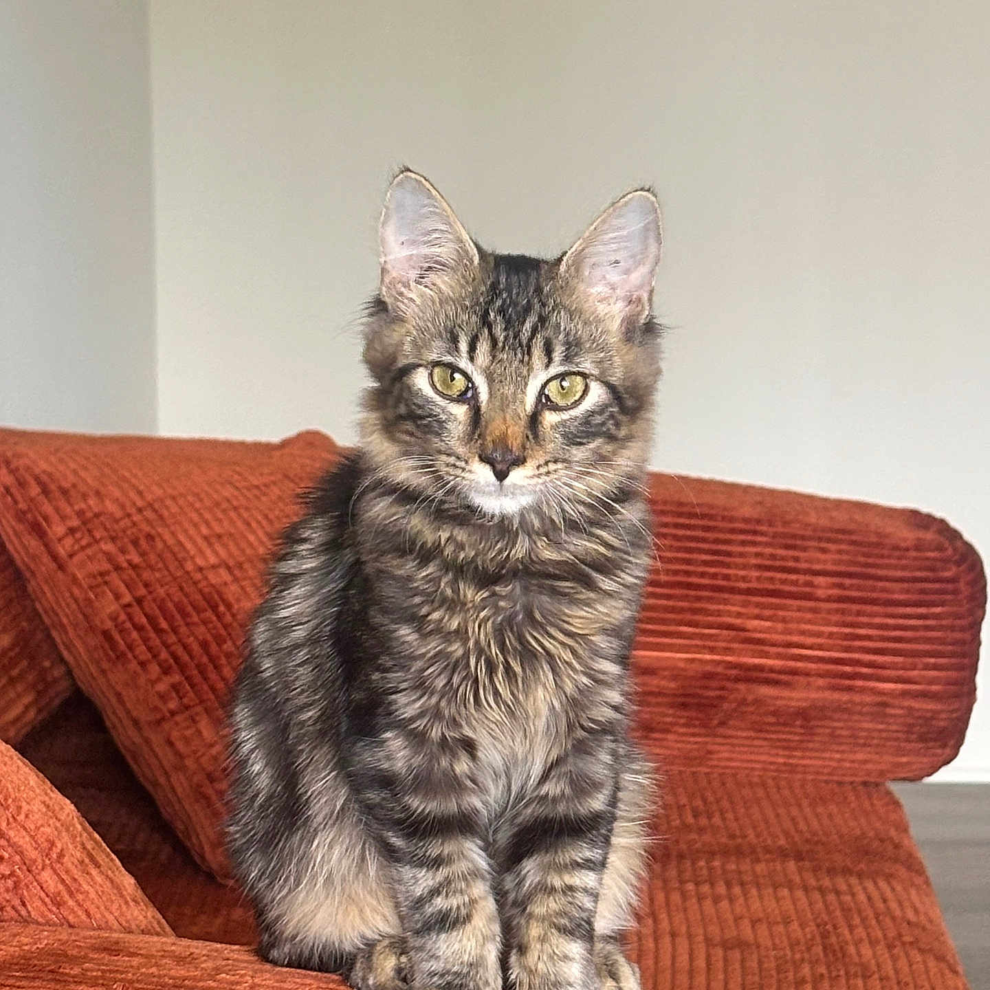 Miso
