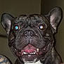 Gunner is registered to the contest to win money with this photo: dog, french_bulldog, pet, close_up, smiling, ears, tongue, teeth, black_fur, white_chest, indoor, flash_reflection, animal, cute, companion, face, portrait, canine, friendly, happy
