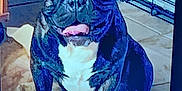 Gunner joined the competition — help win amazing prizes! dog, french_bulldog, pet, canine, black_and_white, sitting, indoor, blanket, crate, floor, animal, tongue_out, cute, companion, fur, ears, portrait, household, happy, domestic