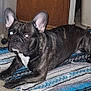 Gunner is registered to the contest to win money with this photo: dog, french_bulldog, brindle, indoor, rug, striped_rug, floor, pet, animal, canine, ears, flash, glowing_eyes, tile_floor, relaxed, laying_down, black_dog, white_chest, companion, domestic