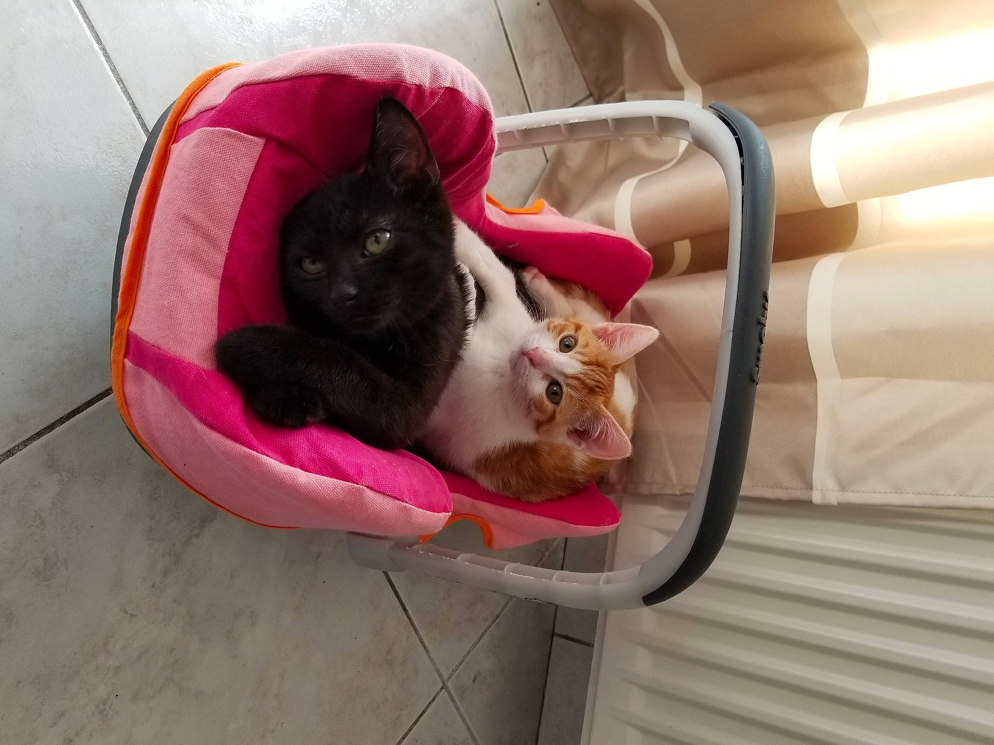 Batman a rejoint le concours — aidez-le/la à gagner de superbes lots ! carnivore, cat, cat_bed, cat_supply, chair, comfort, companion_dog, couch, domestic_short_haired_cat, felidae, fur, houseplant, magenta, pet_supply, pink, plant, small_to_medium_sized_cats, tail, whiskers, wood