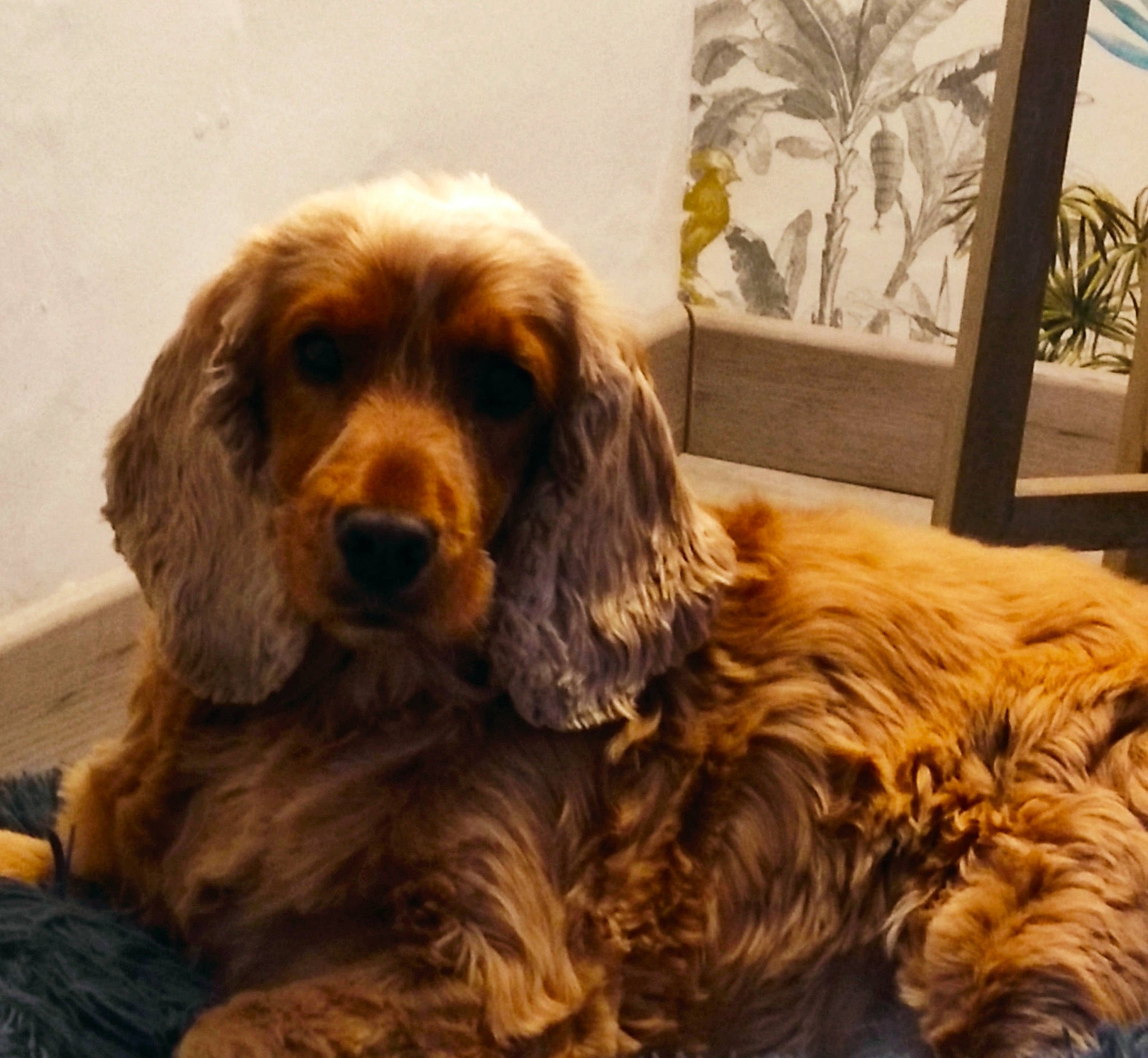 Ollie a rejoint le concours — aidez-le/la à gagner de superbes lots ! canidae, carnivore, cocker_spaniel, companion_dog, dog, dog_breed, fur, gun_dog, houseplant, liver, palm_tree, picture_frame, plant, snout, spaniel, sporting_group, terrestrial_animal