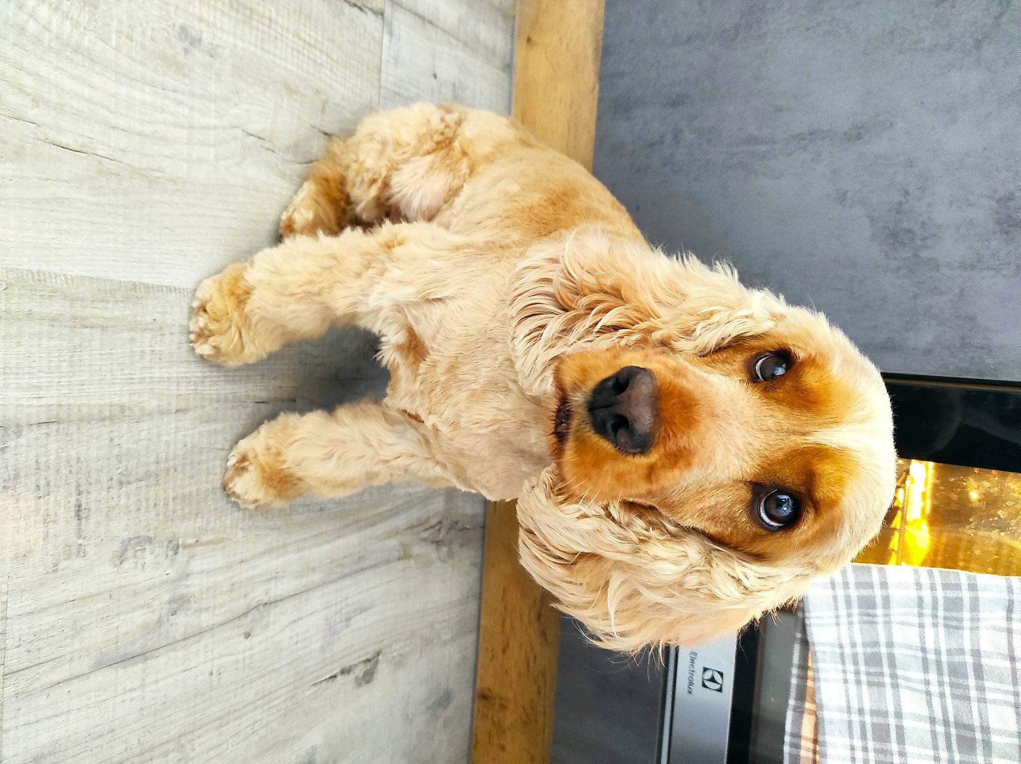 Ollie a rejoint le concours — aidez-le/la à gagner de superbes lots ! canidae, carnivore, collar, companion_dog, dog, dog_breed, dog_collar, door, fawn, fur, gluten, pet_supply, snout, sporting_group, terrestrial_animal, whiskers, wood, working_animal