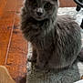 cat, grey_cat, fluffy, indoor, rug, wooden_floor, hand, person, furniture, home, curious, pet, animal, sitting, cozy, blurred, floor, domestic, cute, companion