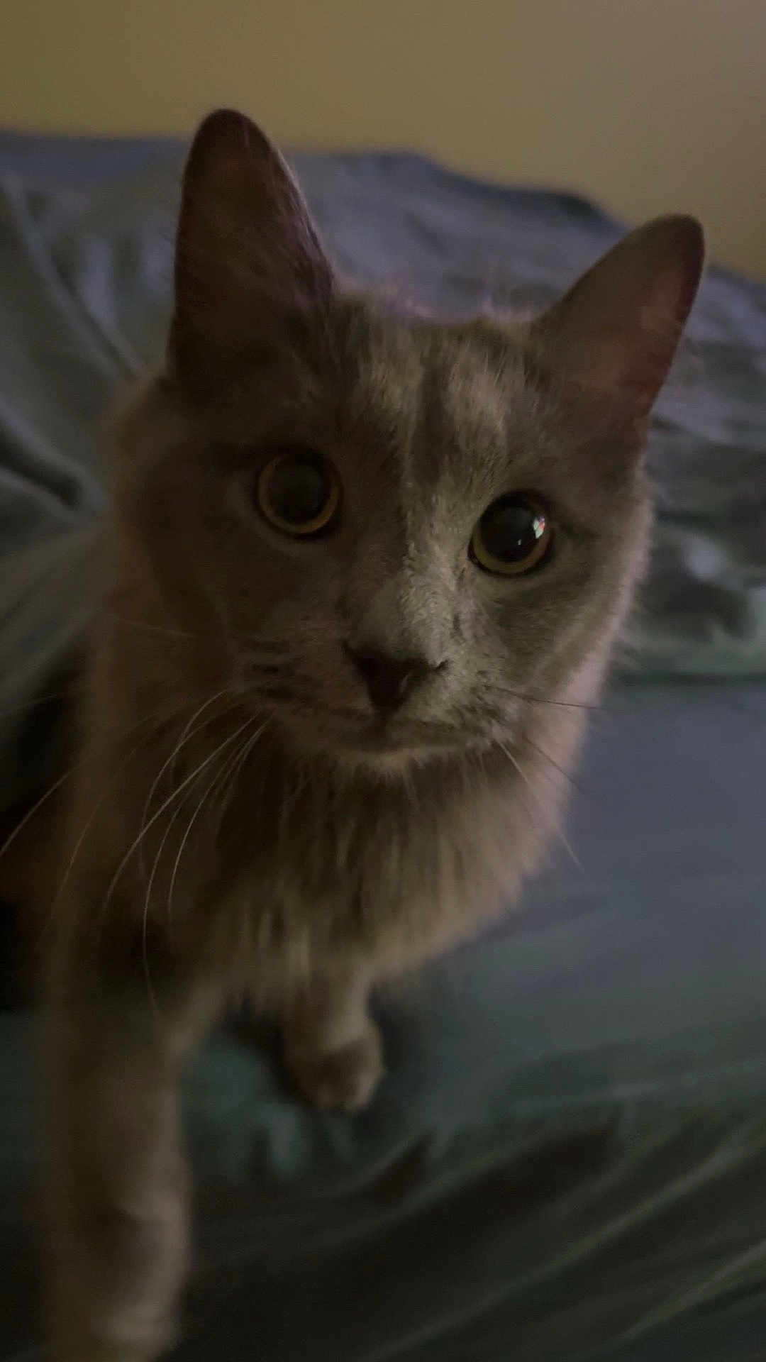 Hamilton