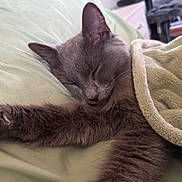 Hamilton is registered to the contest to win money with this photo: cat, sleeping, gray_cat, pet, cozy, blanket, paw, fur, rest, indoor, bed, comfort, cute, relaxed, animal, domestic, feline, soft, napping, closeup