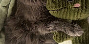 Hamilton joined the competition — help win amazing prizes! cat, gray_cat, fluffy, sleeping, hugging, plush_toy, dinosaur, green_plush, blanket, bed, cozy, cute, feline, soft_texture, resting, indoor, pet, animal, snuggling, comfort