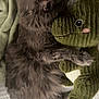 cat, gray_cat, fluffy, sleeping, hugging, plush_toy, dinosaur, green_plush, blanket, bed, cozy, cute, feline, soft_texture, resting, indoor, pet, animal, snuggling, comfort