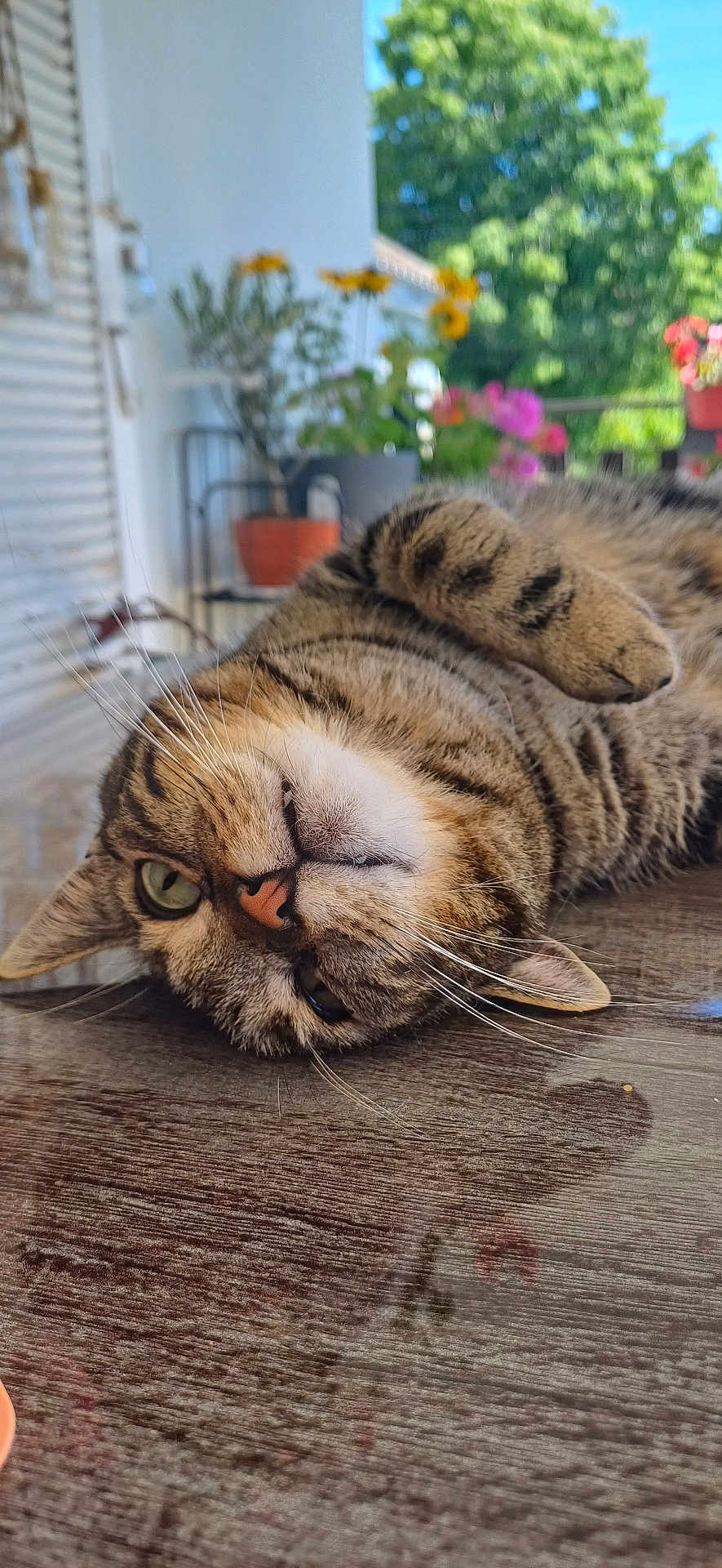 Maurice
