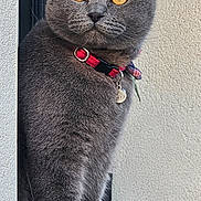 Yacha participe au concours pour gagner de l'argent avec cette photo : amber_eyes, animal, cat, collar, concrete, curious, domestic_cat, ears, feline, fur, gray_cat, indoor, pet, portrait, scottish_fold, side_view, sitting, texture, wall, whiskers