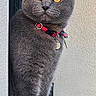 amber_eyes, animal, cat, collar, concrete, curious, domestic_cat, ears, feline, fur, gray_cat, indoor, pet, portrait, scottish_fold, side_view, sitting, texture, wall, whiskers