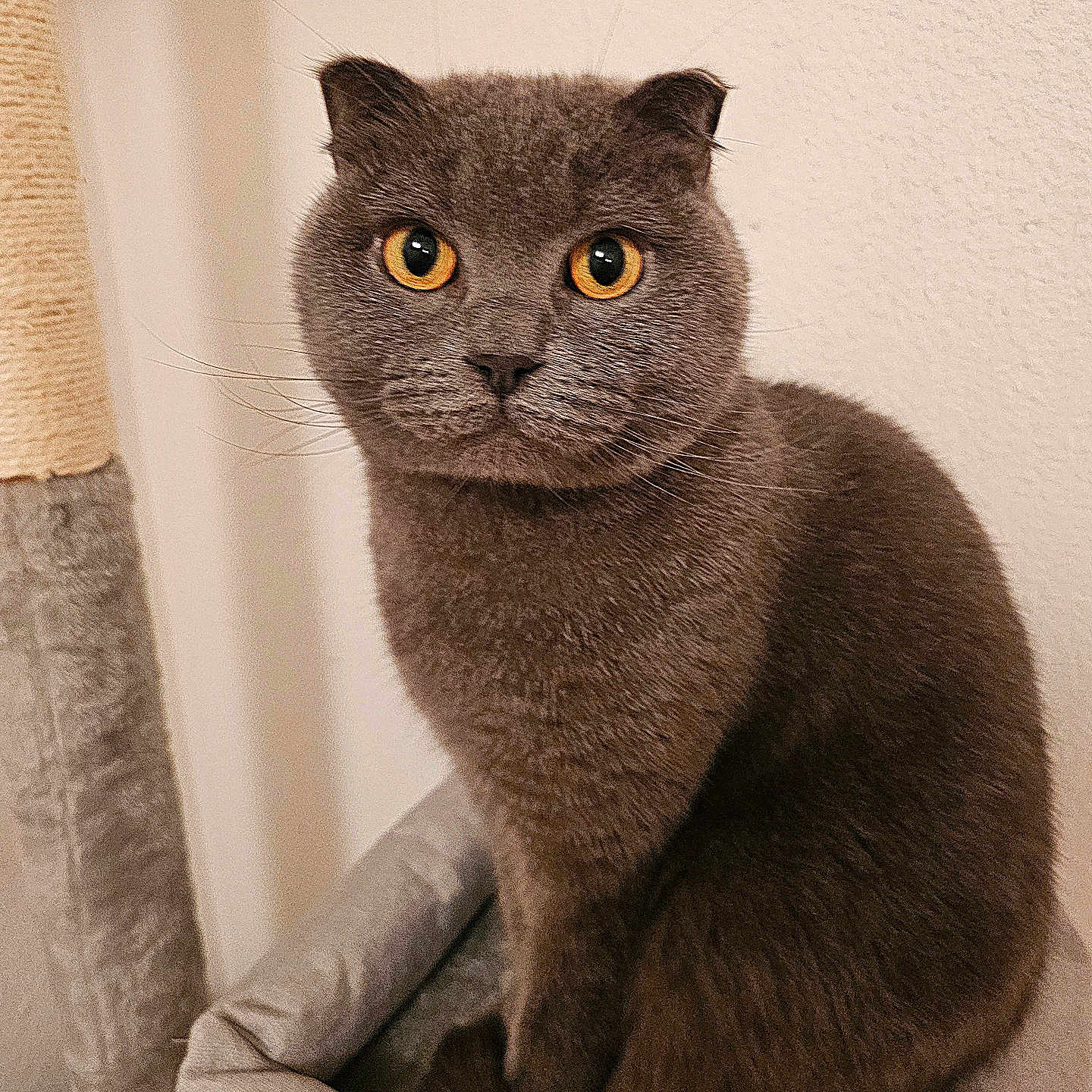 Yacha