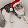 cat, santa_hat, holiday, festive, gray, white, fluffy, pet, animal, cute, wide_eyes, lying_down, fur, whiskers, indoor, christmas, adorable, portrait, looking, background