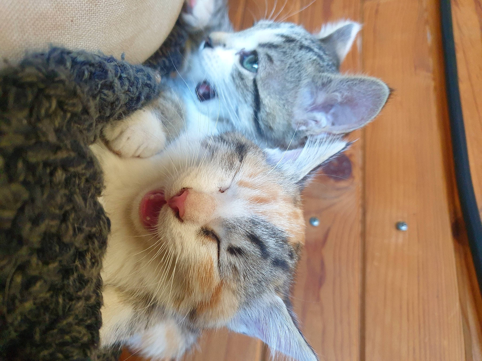 Skadi a rejoint le concours — aidez-le/la à gagner de superbes lots ! carnivore, cat, claw, comfort, domestic_short_haired_cat, eye, fawn, felidae, fur, gesture, hardwood, nap, paw, plank, small_to_medium_sized_cats, snout, tail, vertebrate, whiskers, wood