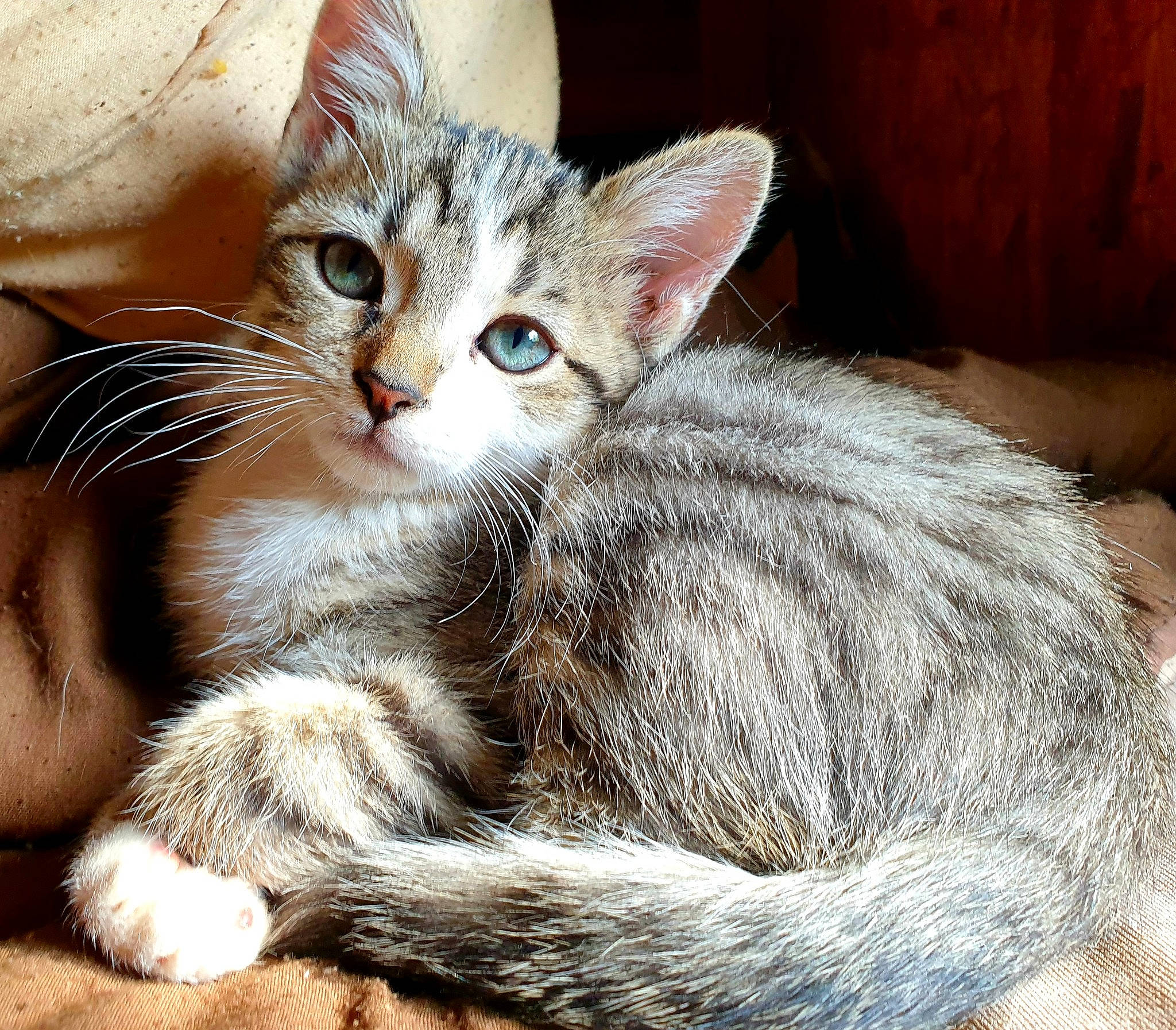 Skadi participe au concours pour gagner de l'argent avec cette photo : carnivore, cat, claw, comfort, domestic_short_haired_cat, ear, fawn, felidae, fur, iris, paw, small_to_medium_sized_cats, snout, tail, terrestrial_animal, whiskers, window