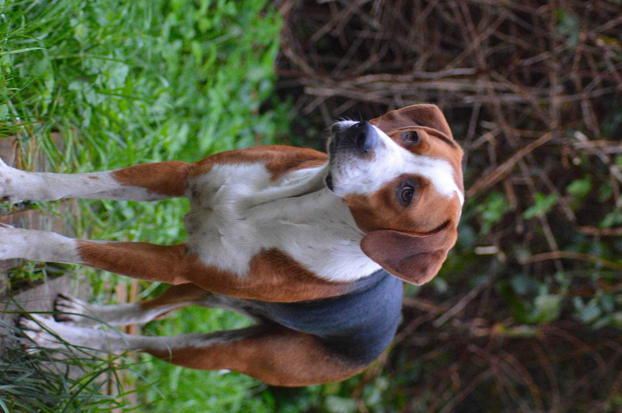 Odin participe au concours pour gagner de l'argent avec cette photo : basset_hound, beagle, beagle_harrier, canidae, carnivore, companion_dog, dog, dog_breed, fawn, grass, hound, liver, plant, scent_hound, snout, sporting_group, terrestrial_animal, whiskers, wood, working_animal