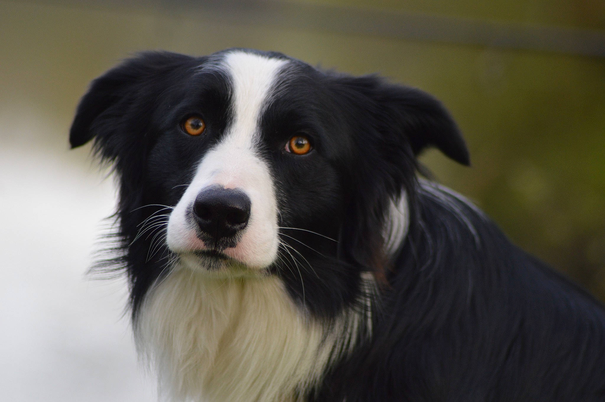 Rescapé participe au concours pour gagner de l'argent avec cette photo : australian_collie, borador, border_collie, carnivore, companion_dog, dog, dog_breed, fur, grass, herding_dog, plant, snout, sporting_group, terrestrial_animal, whiskers, working_dog