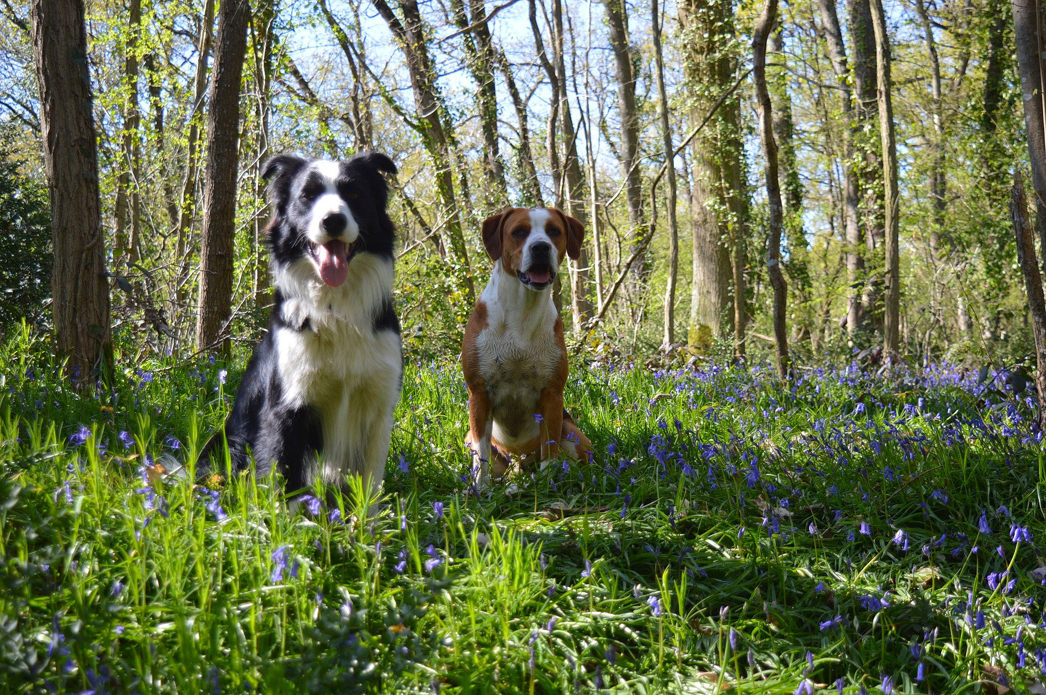 Rescapé a rejoint le concours — aidez-le/la à gagner de superbes lots ! ball, canidae, carnivore, companion_dog, dog, dog_breed, flower, forest, grass, gun_dog, herding_dog, natural_landscape, people_in_nature, plant, sky, sporting_group, temperate_broadleaf_and_mixed_forest, tree, trunk, woodland