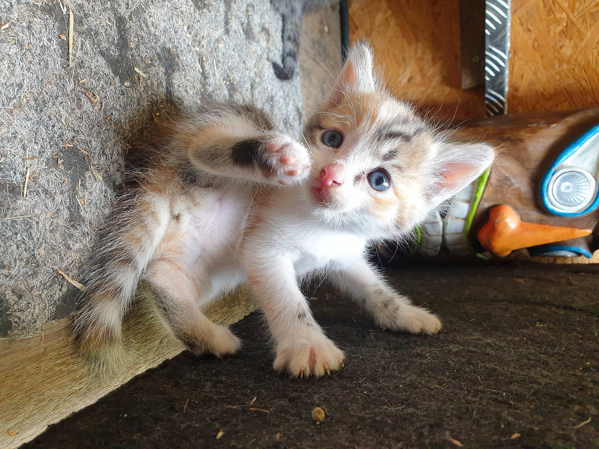 Souri participe au concours pour gagner de l'argent avec cette photo : canidae, carnivore, cat, claw, domestic_short_haired_cat, fawn, felidae, flooring, foot, fur, paw, small_to_medium_sized_cats, snout, tail, terrestrial_animal, whiskers, window