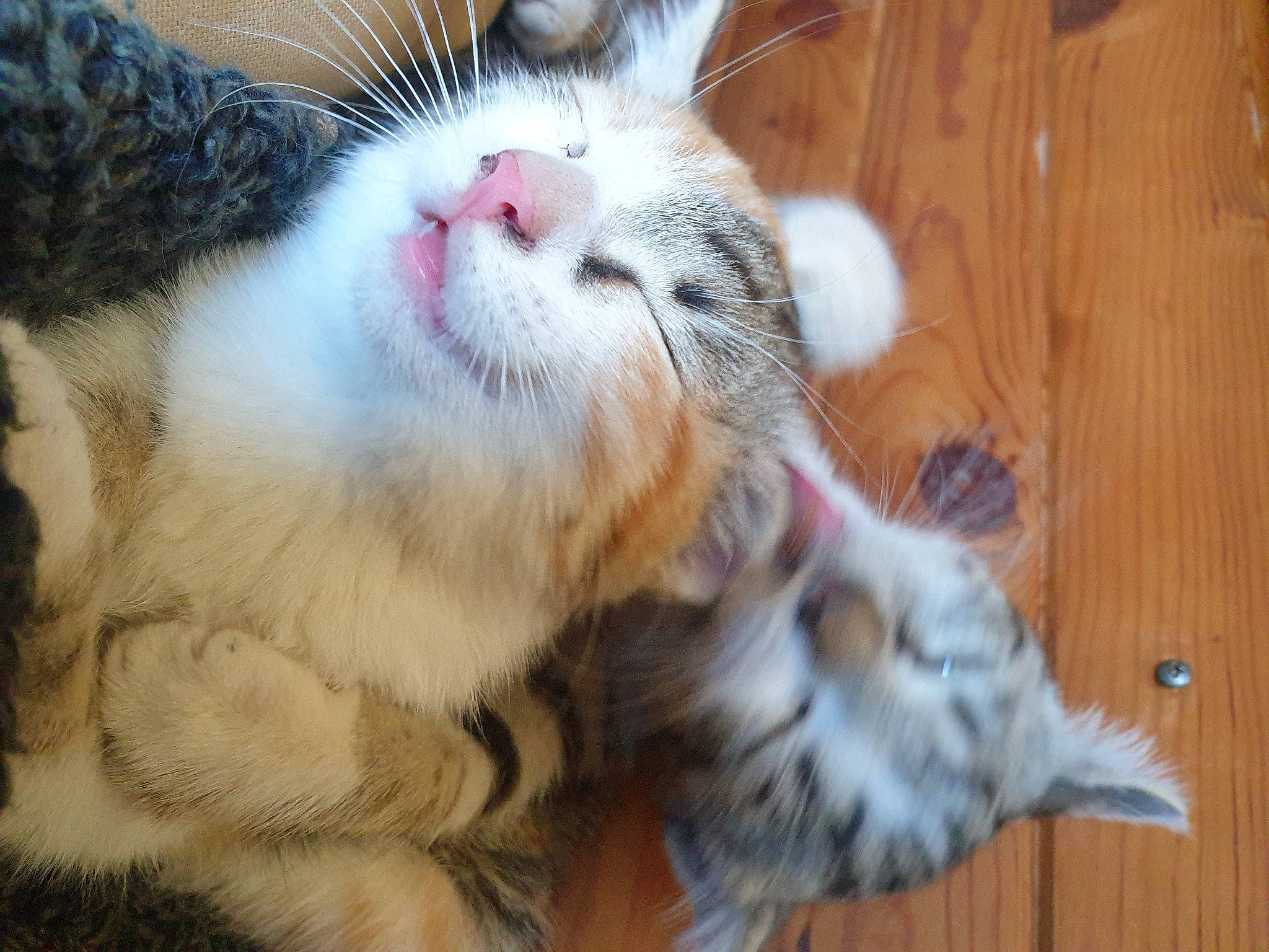 Souri participe au concours pour gagner de l'argent avec cette photo : carnivore, cat, claw, domestic_short_haired_cat, fawn, felidae, fur, hardwood, paw, plank, small_to_medium_sized_cats, tail, varnish, whiskers, wood, wood_stain