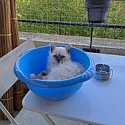 Bali a rejoint le concours — aidez-le/la à gagner de superbes lots ! cat, kitten, fluffy, white_fur, blue_eyes, pet, animal, sitting, relaxed, balcony, outdoor, plastic_basin, blue_bowl, table, chair, potted_plant, railing, cityscape, greenery, portrait