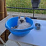 cat, kitten, fluffy, white_fur, blue_eyes, pet, animal, sitting, relaxed, balcony, outdoor, plastic_basin, blue_bowl, table, chair, potted_plant, railing, cityscape, greenery, portrait