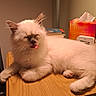 Bali a rejoint le concours — aidez-le/la à gagner de superbes lots ! cat, fluffy, cream_colored, long_hair, pet, animal, tongue_out, sleepy, eyes_closed, sitting, lounging, wooden_table, indoor, home, office, books, tissue_box, warm_lighting, portrait, funny