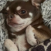 Oscar participe au concours pour gagner de l'argent avec cette photo : dog, chihuahua, brown, white, pet, cute, blanket, cozy, fur, snuggled, resting, indoor, sleepy, closeup, animal, small_dog, paw, face, expression, relaxed
