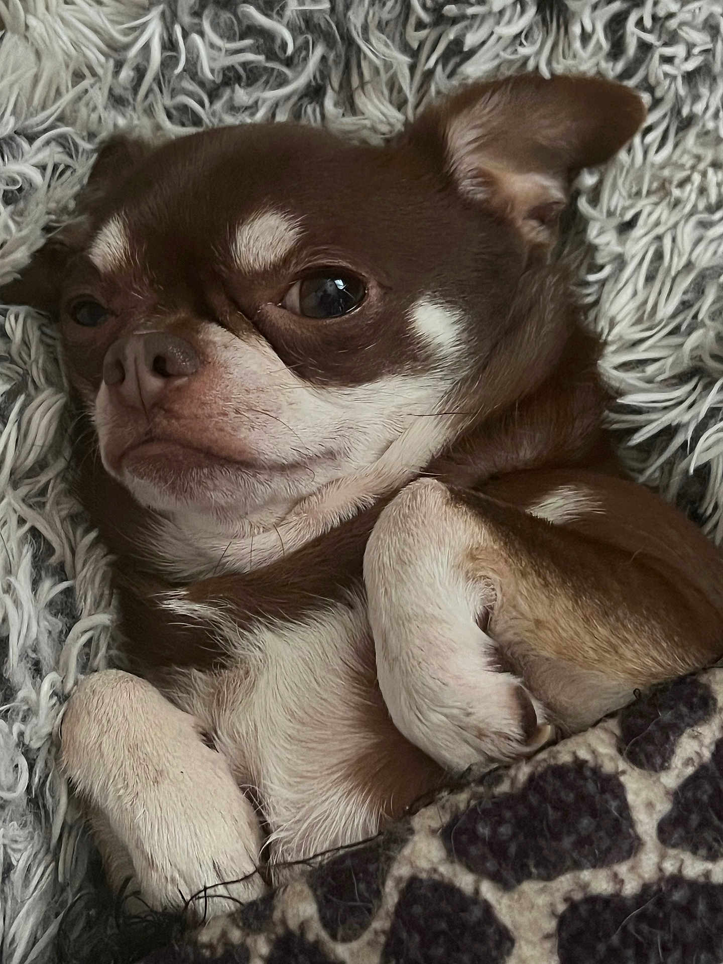 Oscar