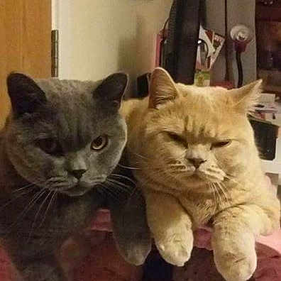 Aristotle joined the competition — help win amazing prizes!