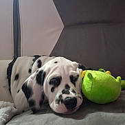 Aston participe au concours pour gagner de l'argent avec cette photo : dalmatian, puppy, dog, pet, sleeping, couch, plush_toy, black_and_white, spots, indoor, resting, animal, cute, young_dog, closeup, canine, soft_toy, relaxed, companion, household