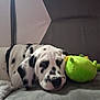 dalmatian, puppy, dog, pet, sleeping, couch, plush_toy, black_and_white, spots, indoor, resting, animal, cute, young_dog, closeup, canine, soft_toy, relaxed, companion, household