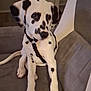 animal, black_spots, canine, collar, couch, dalmatian, dog, domestic_animal, ears, fur, gray_couch, harness, indoor, nose, paws, pet, puppy, sitting, white_fur, young_dog