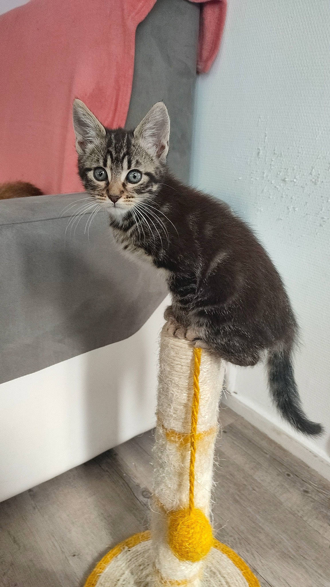 Vanille participe au concours pour gagner de l'argent avec cette photo : carnivore, cat, cat_furniture, cat_supply, claw, comfort, couch, domestic_short_haired_cat, felidae, fur, grey, paw, pet_supply, room, sitting, small_to_medium_sized_cats, snout, tail, terrestrial_animal, whiskers